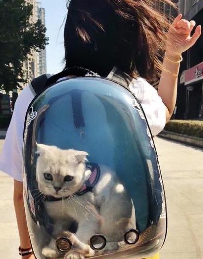 Capsule Travel Bag for Pet